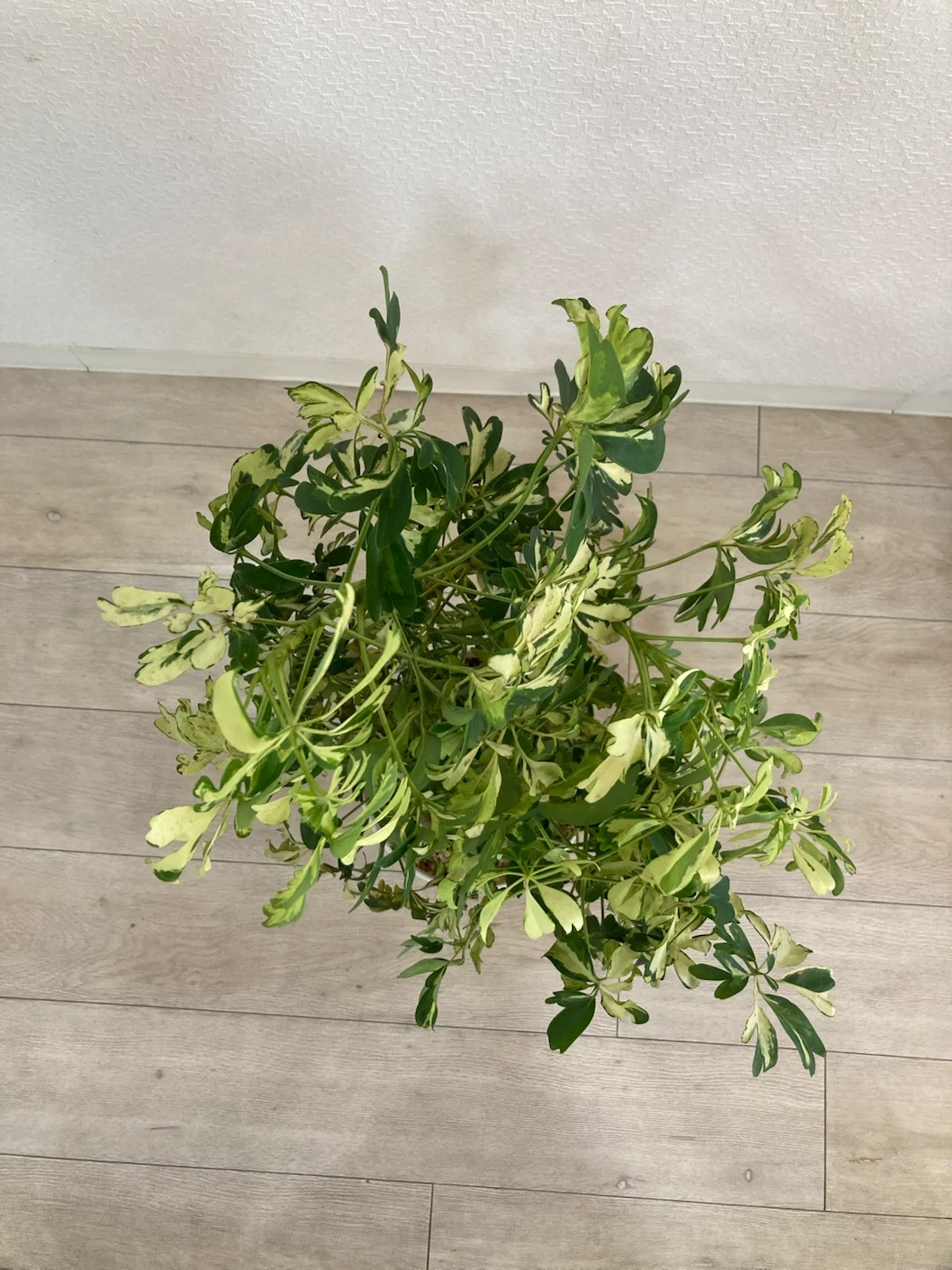 斑入りカポック(シェフレラ) 観葉植物の写真2枚目