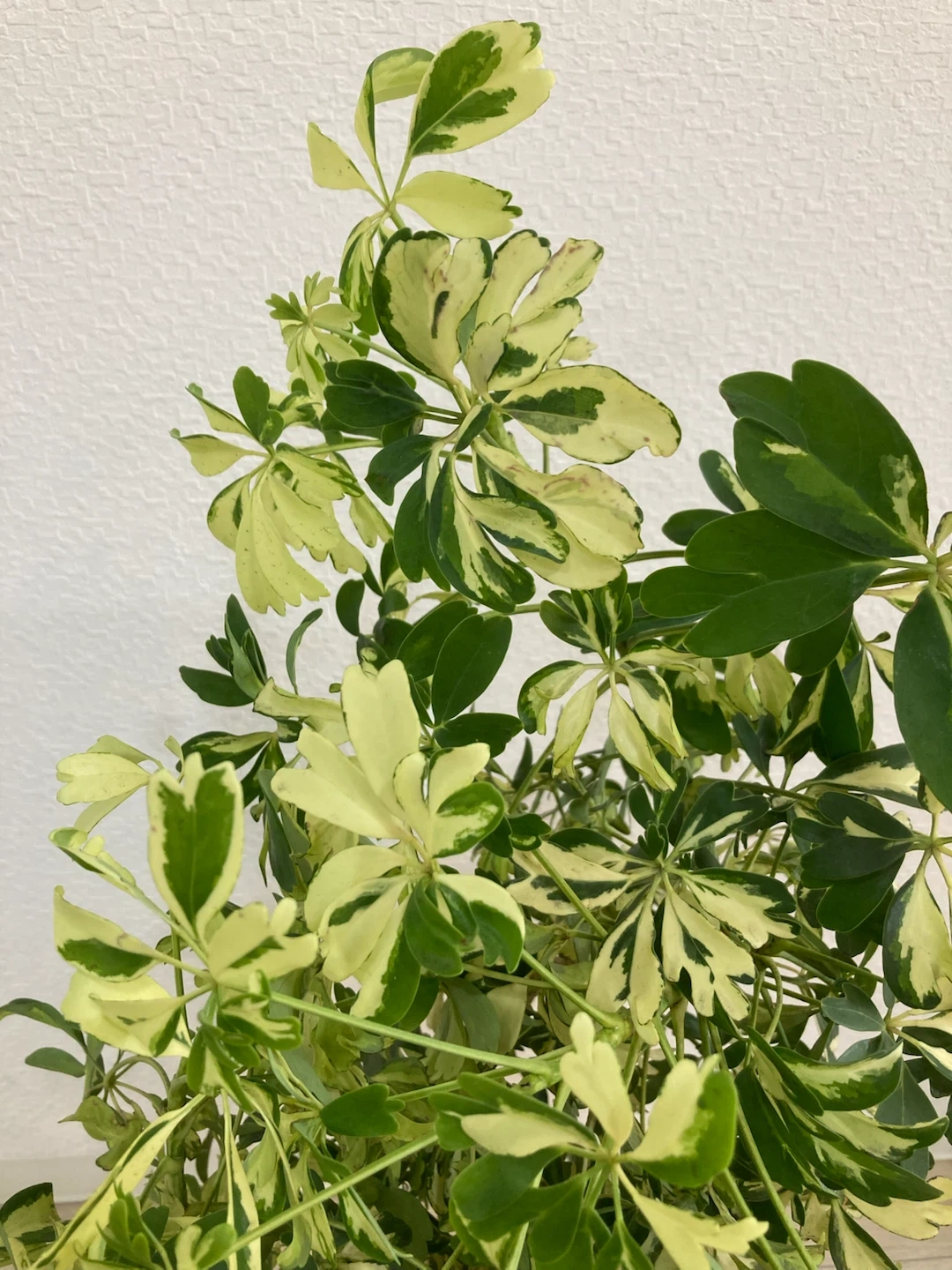 斑入りカポック(シェフレラ) 観葉植物の写真3枚目