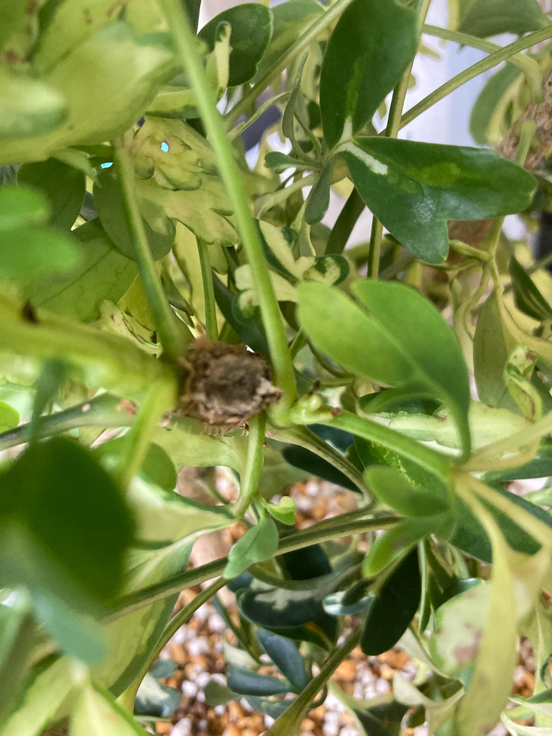斑入りカポック（シェフレラ）　観葉植物の写真4枚目
