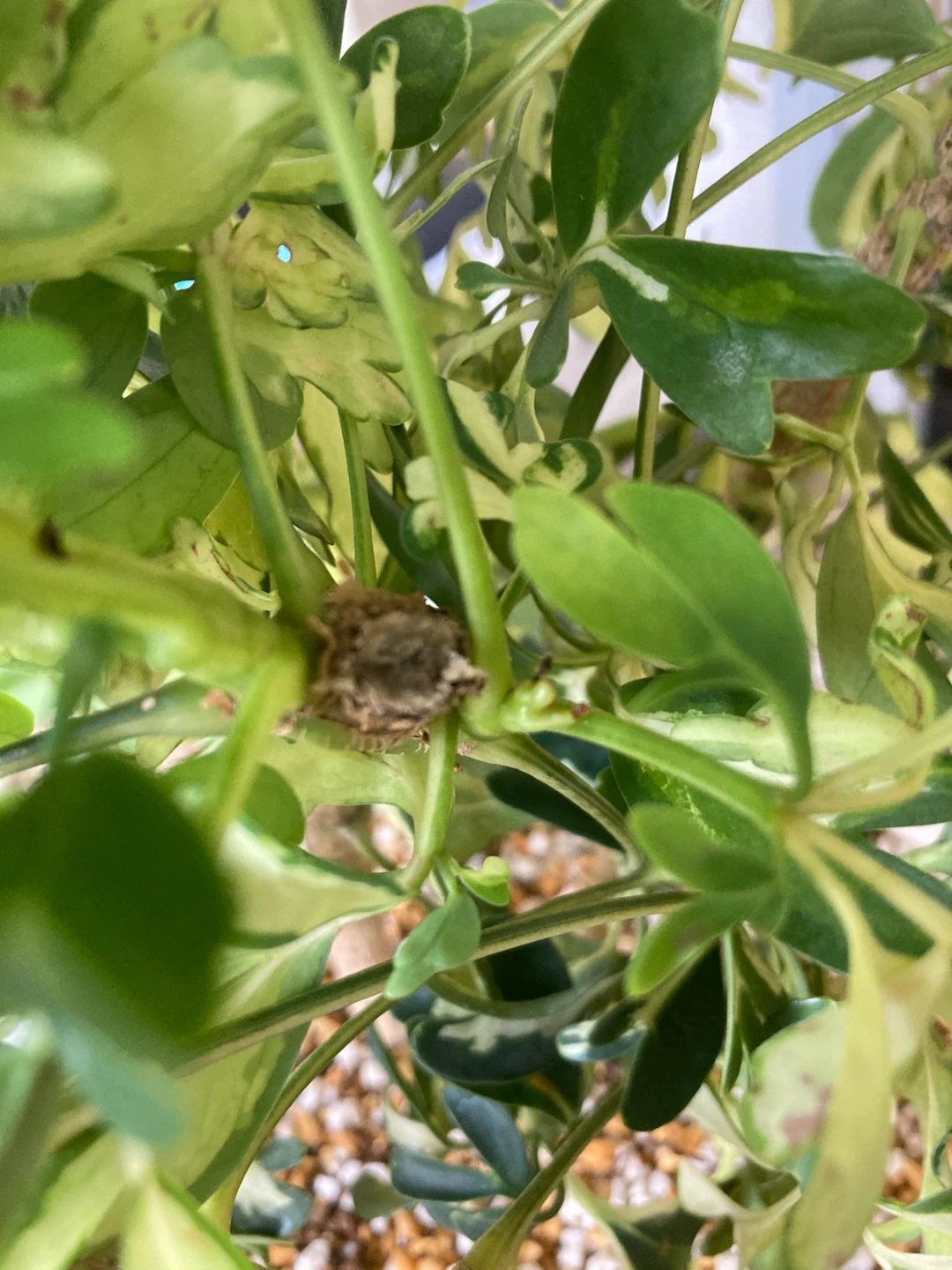 斑入りカポック(シェフレラ) 観葉植物の写真4枚目