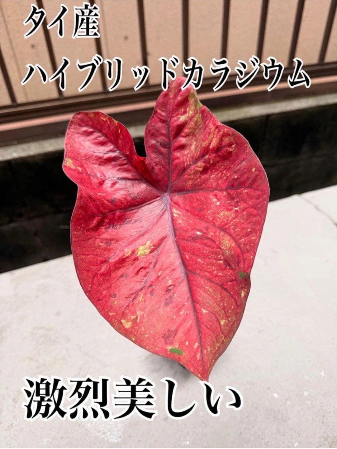 タイ産 ハイブリッドカラジウム
