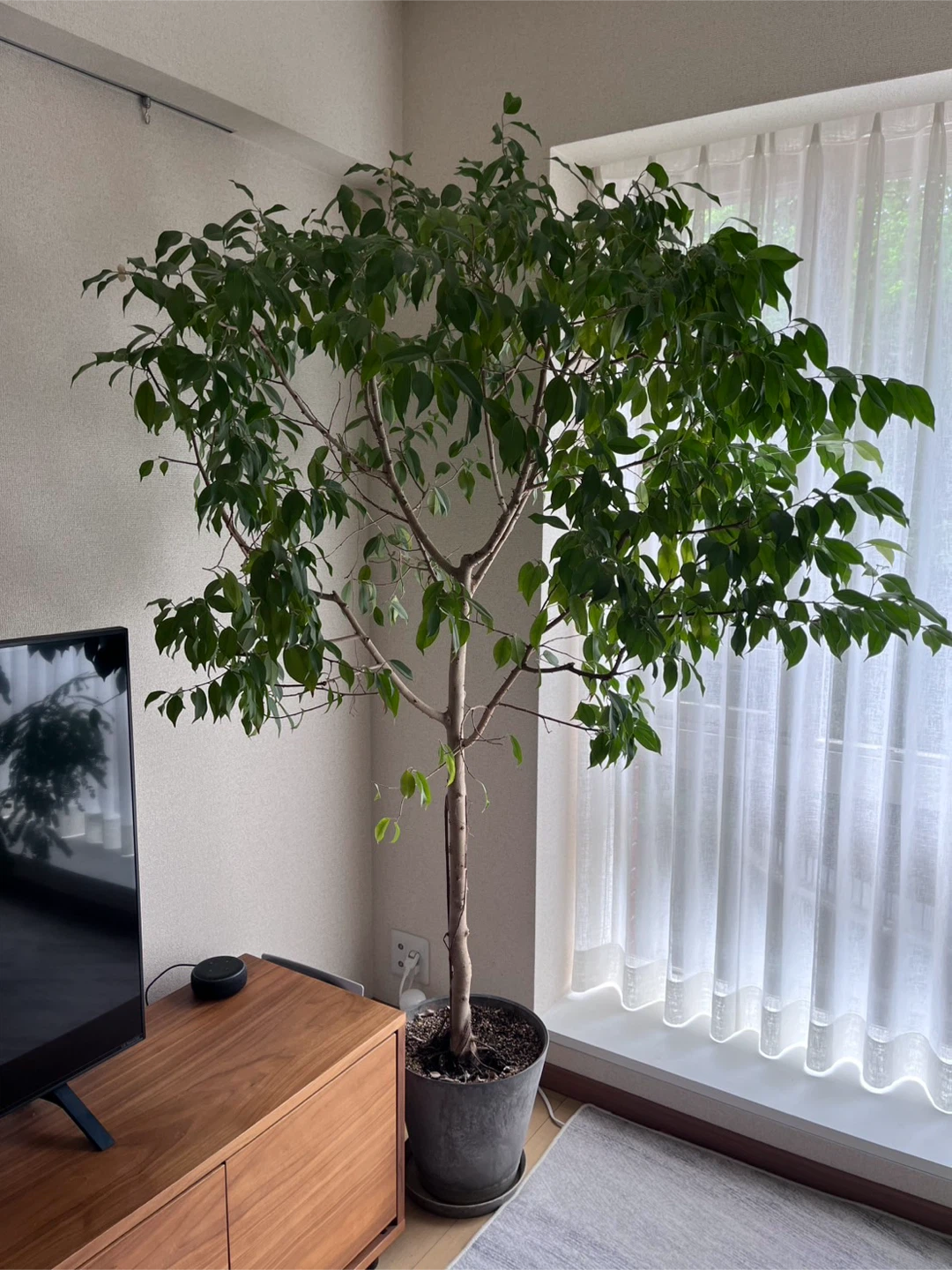 フィカス ベンジャミン 観葉植物