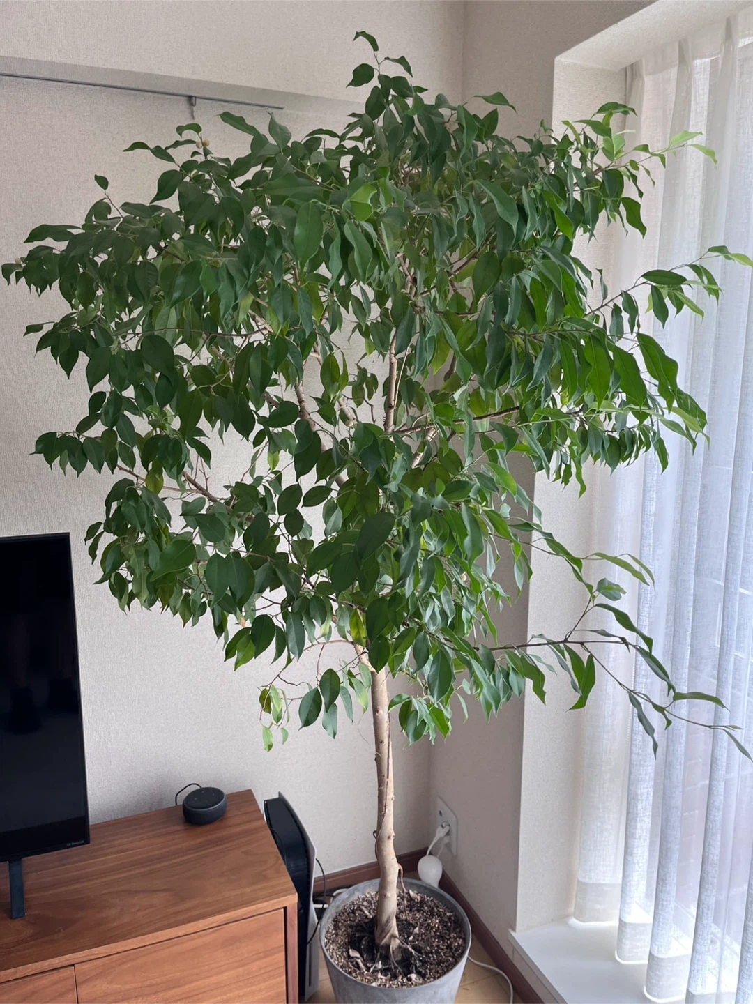 フィカス ベンジャミン 観葉植物の写真2枚目