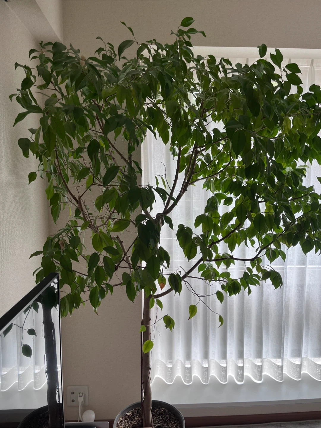 フィカス ベンジャミン 観葉植物の写真3枚目