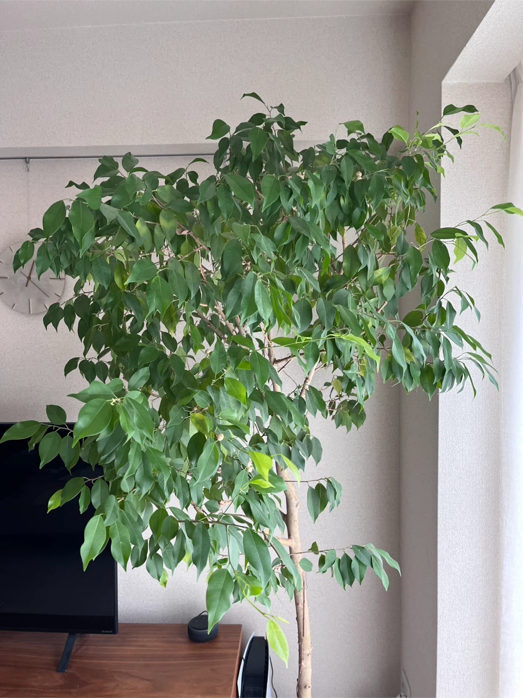 フィカス ベンジャミン 観葉植物の写真4枚目