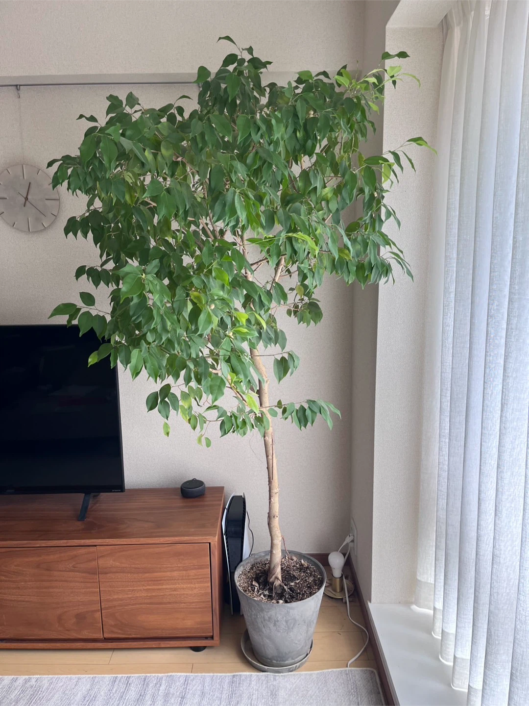 フィカス ベンジャミン 観葉植物の写真5枚目