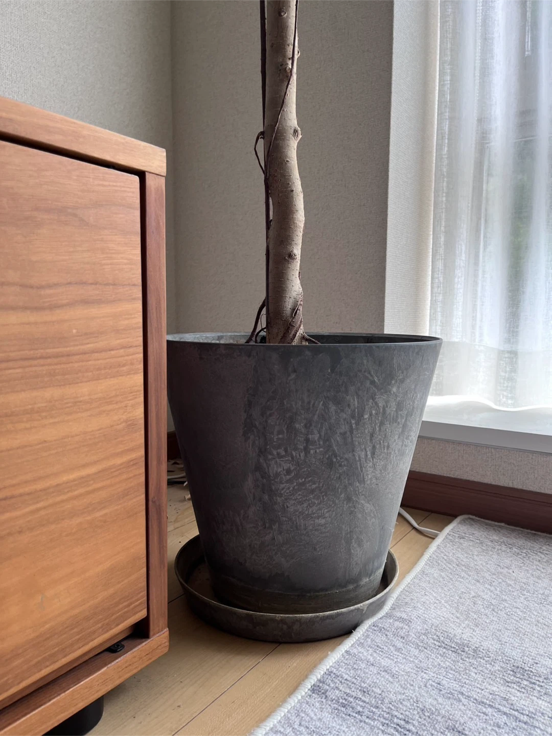 フィカス ベンジャミン 観葉植物の写真6枚目