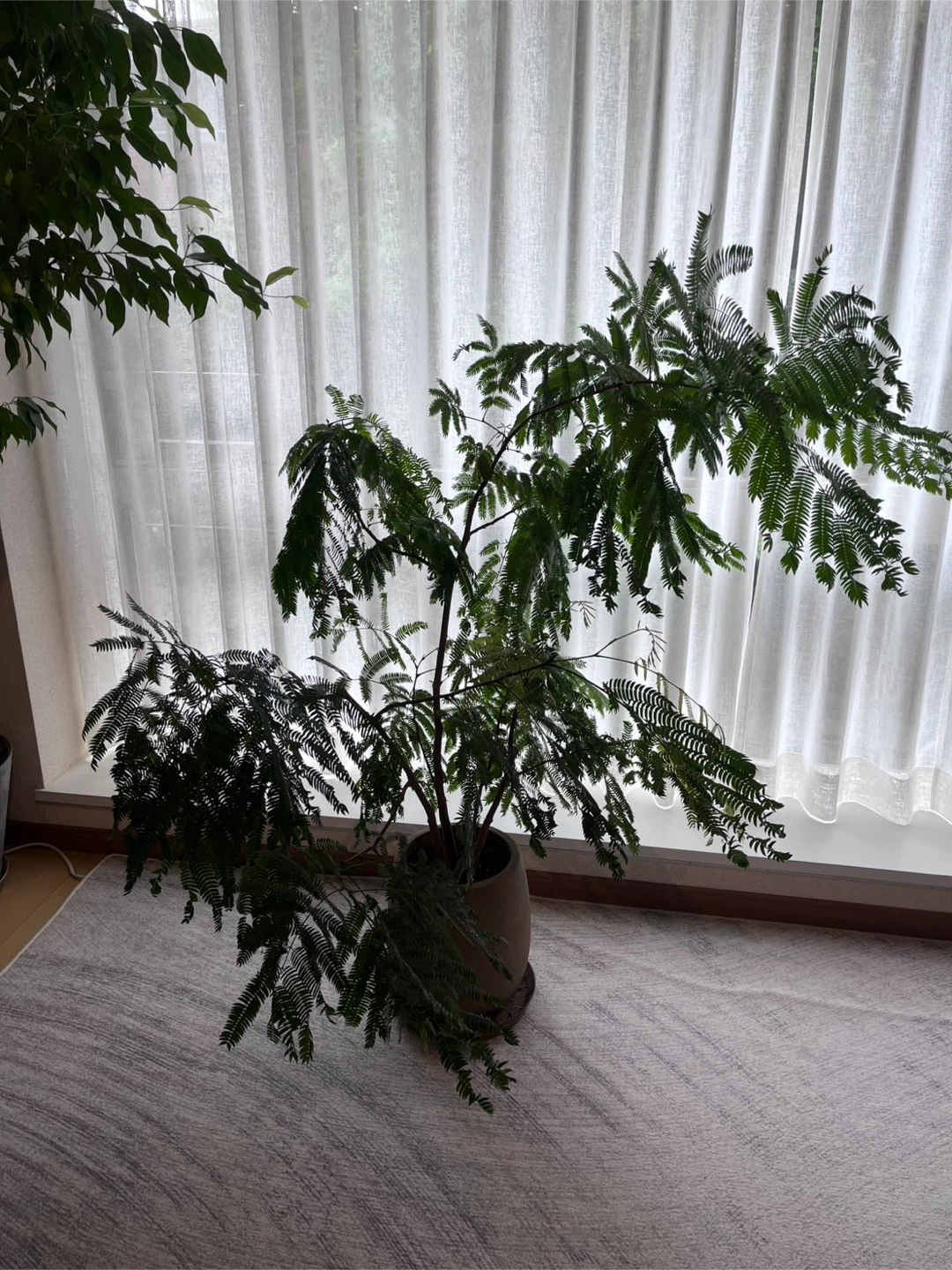 エバーフレッシュ 観葉植物 鉢植え