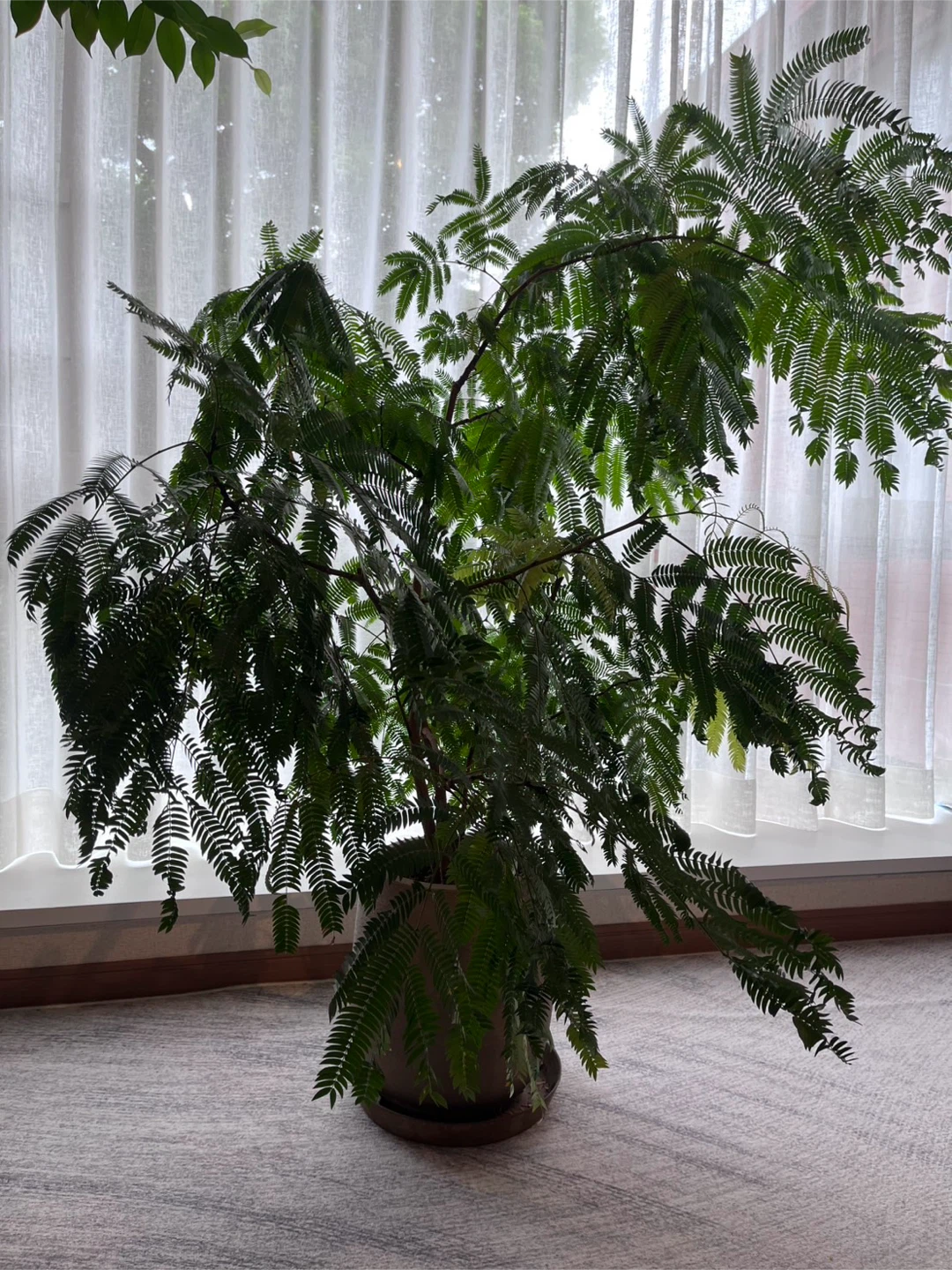 エバーフレッシュ 観葉植物 鉢植えの写真2枚目