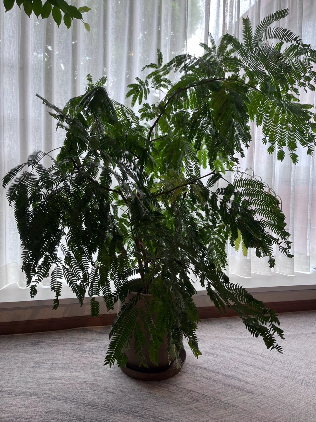 エバーフレッシュ 観葉植物 鉢植えの写真2枚目