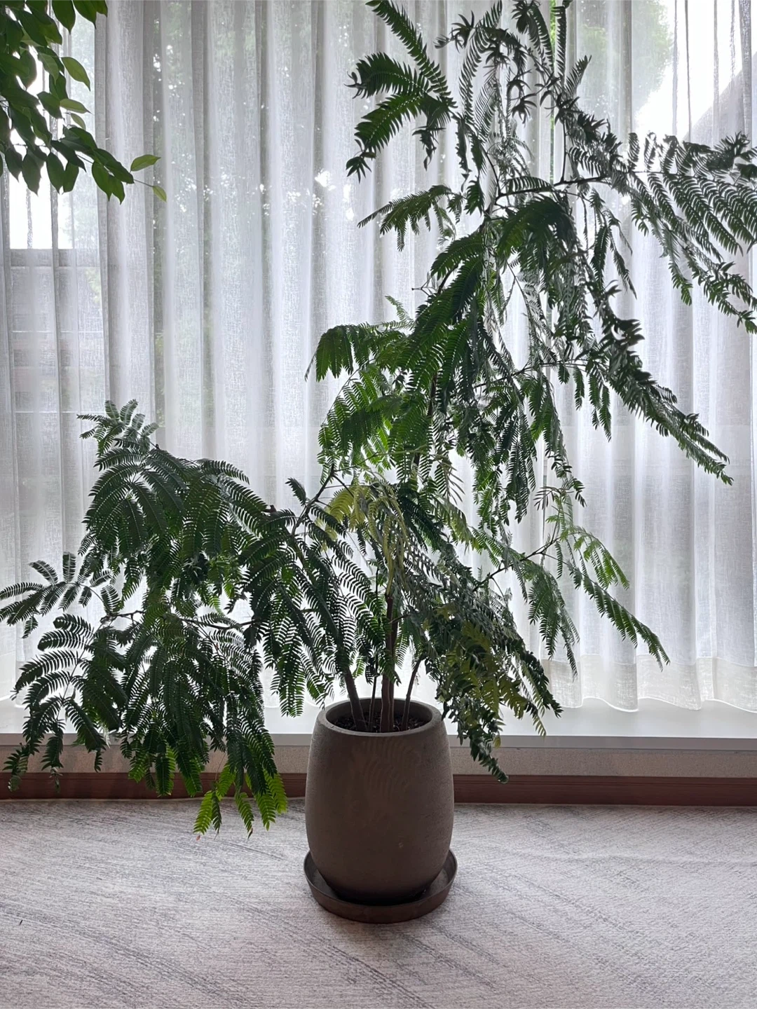 エバーフレッシュ 観葉植物 鉢植えの写真3枚目
