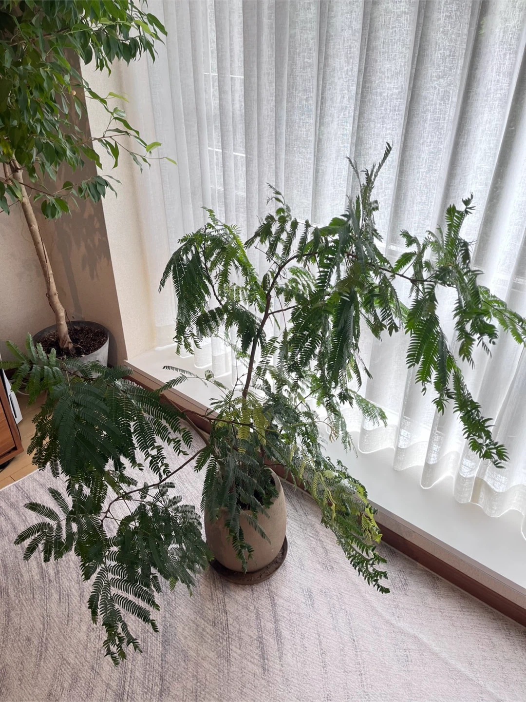 エバーフレッシュ 観葉植物 鉢植えの写真4枚目