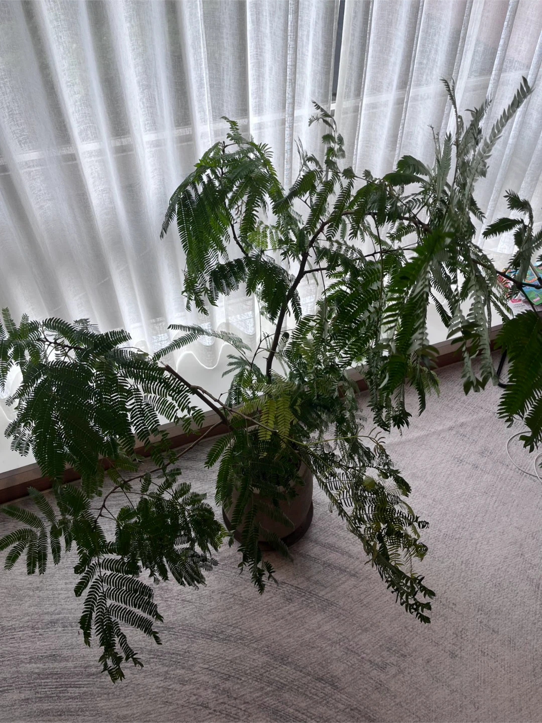 エバーフレッシュ 観葉植物 鉢植えの写真5枚目