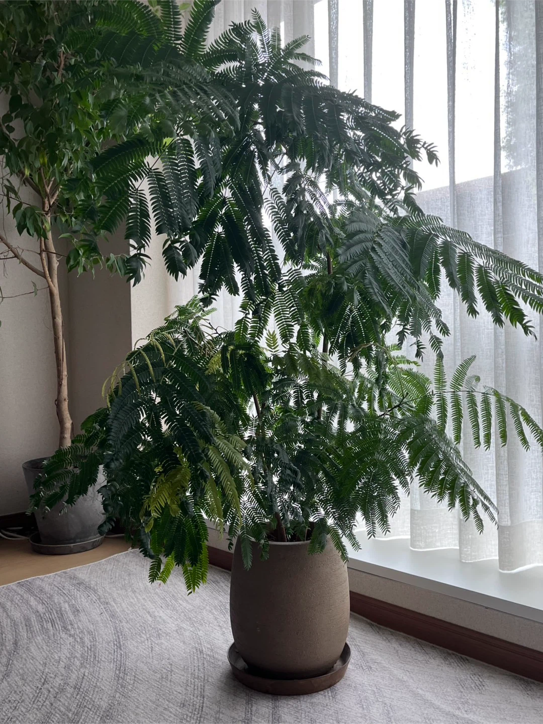 エバーフレッシュ 観葉植物 鉢植えの写真6枚目