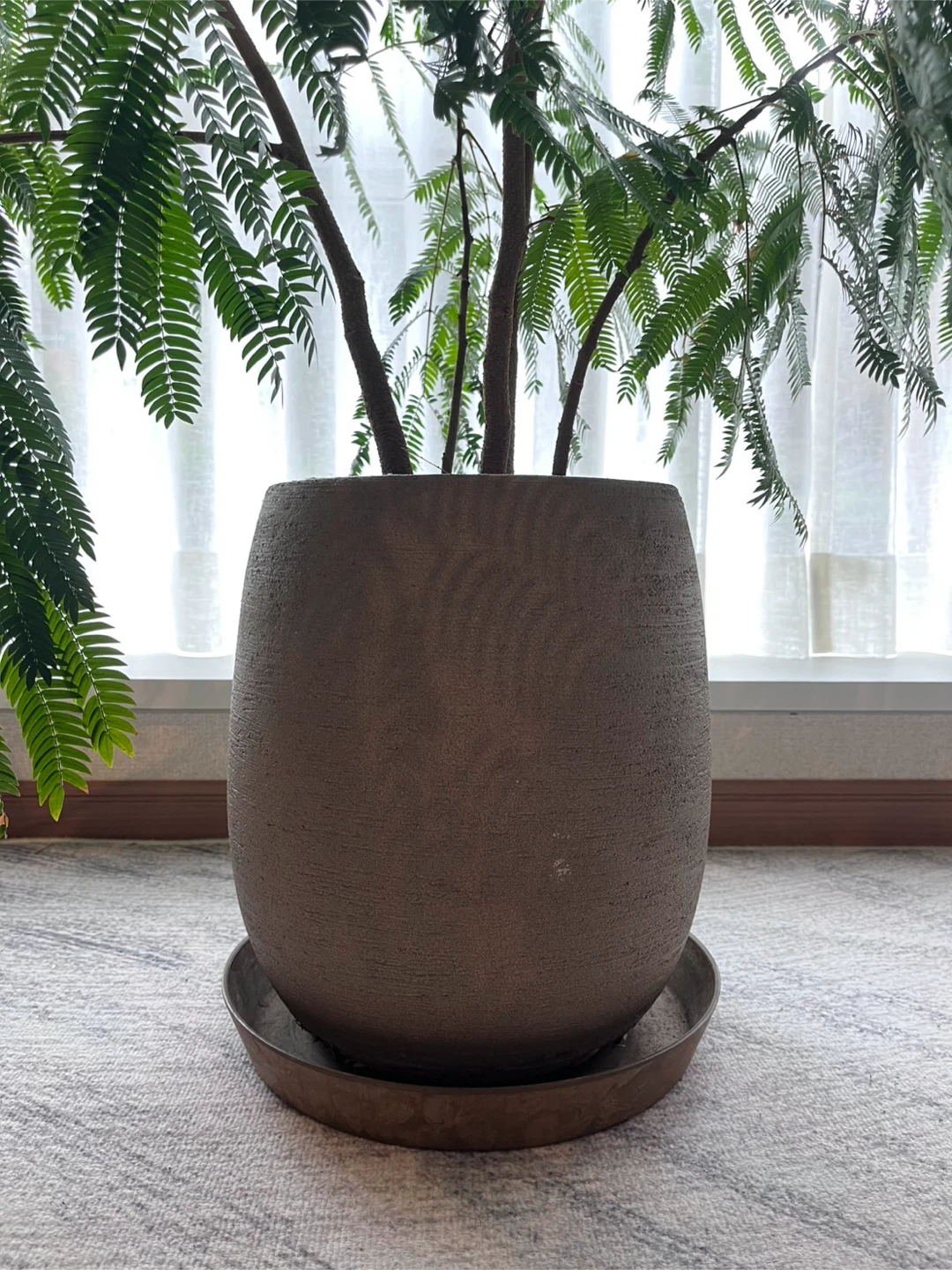 エバーフレッシュ 観葉植物 鉢植えの写真7枚目