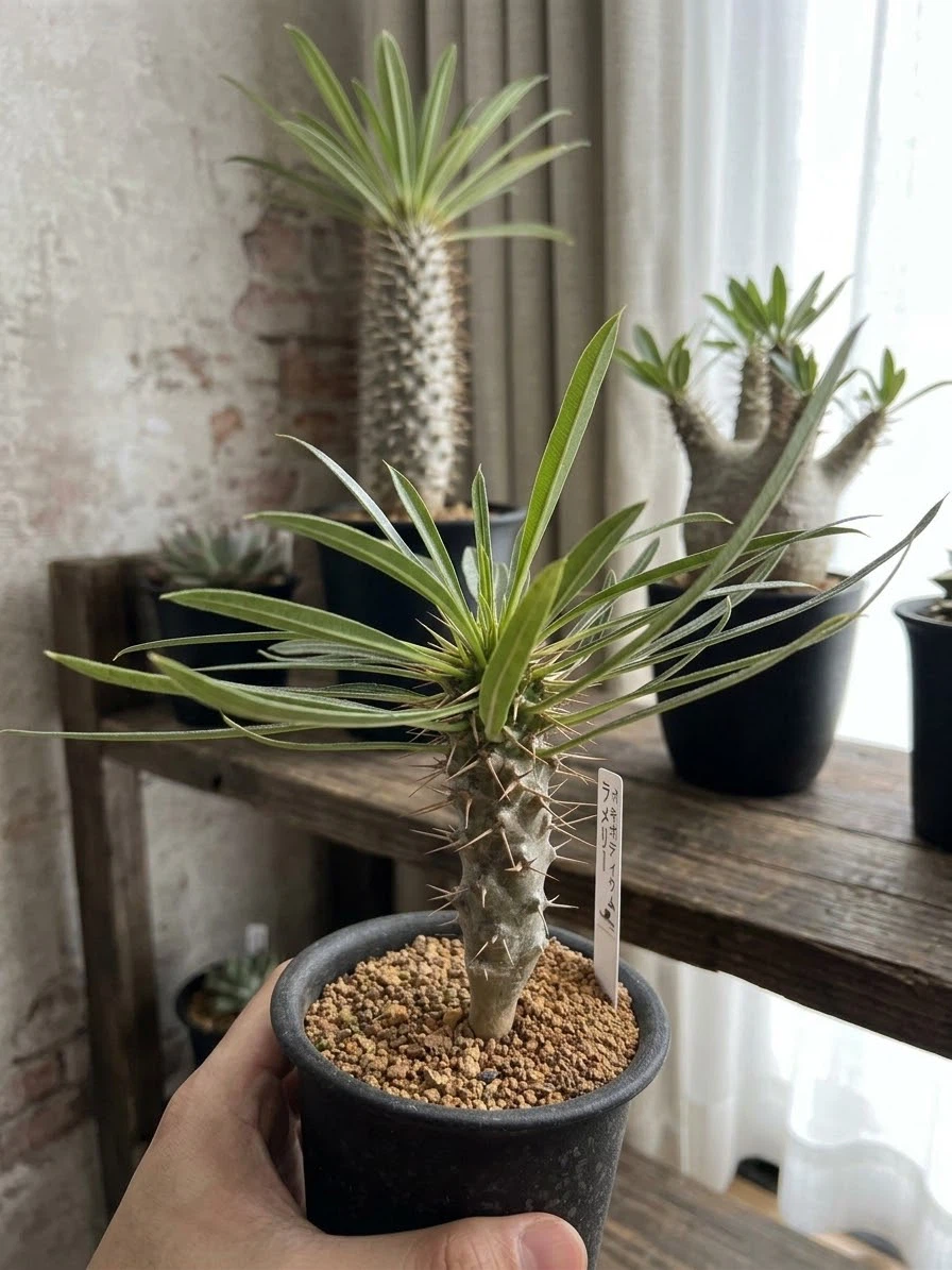 パキポディウム ラメリー 観葉植物