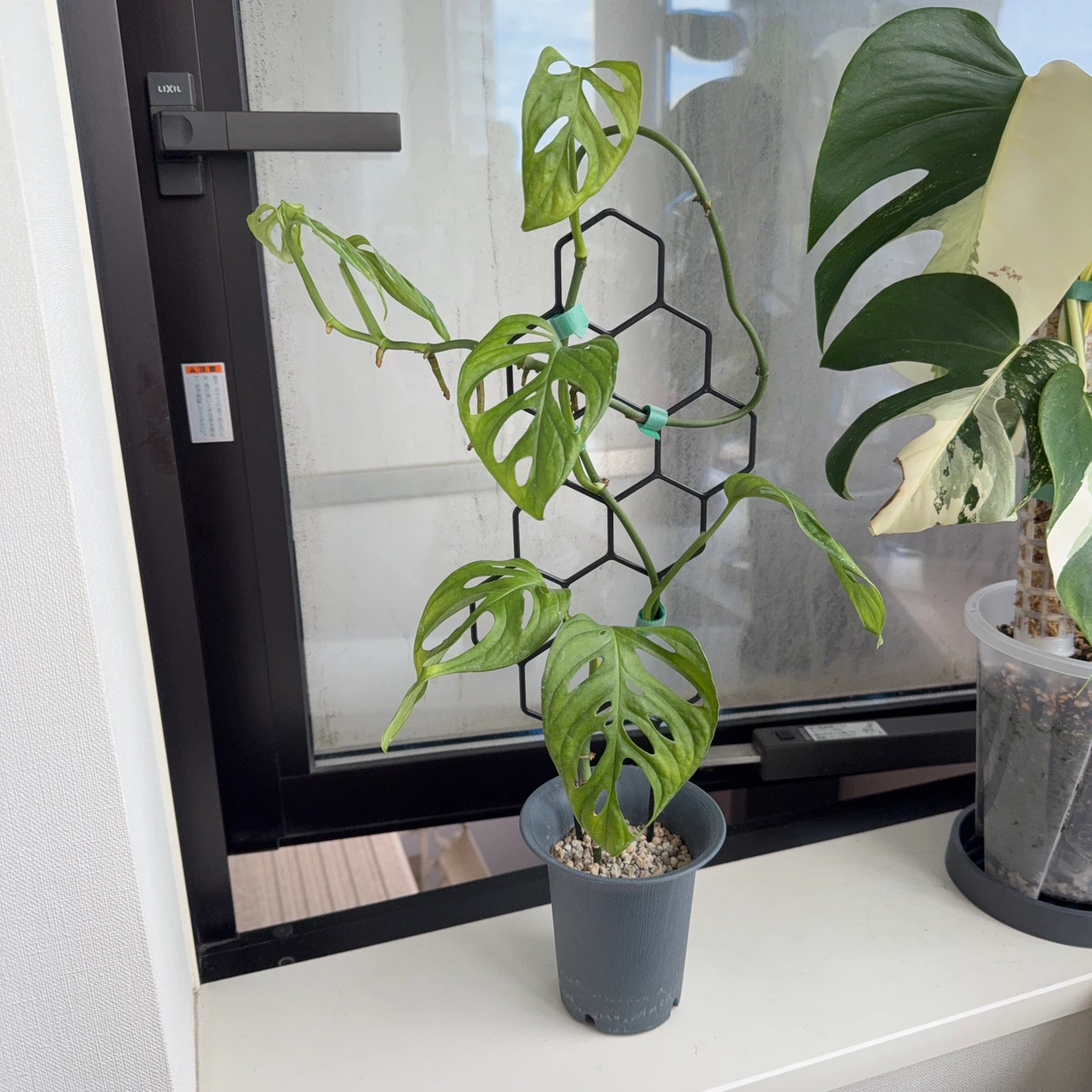 マドカズラ 観葉植物 支柱付き