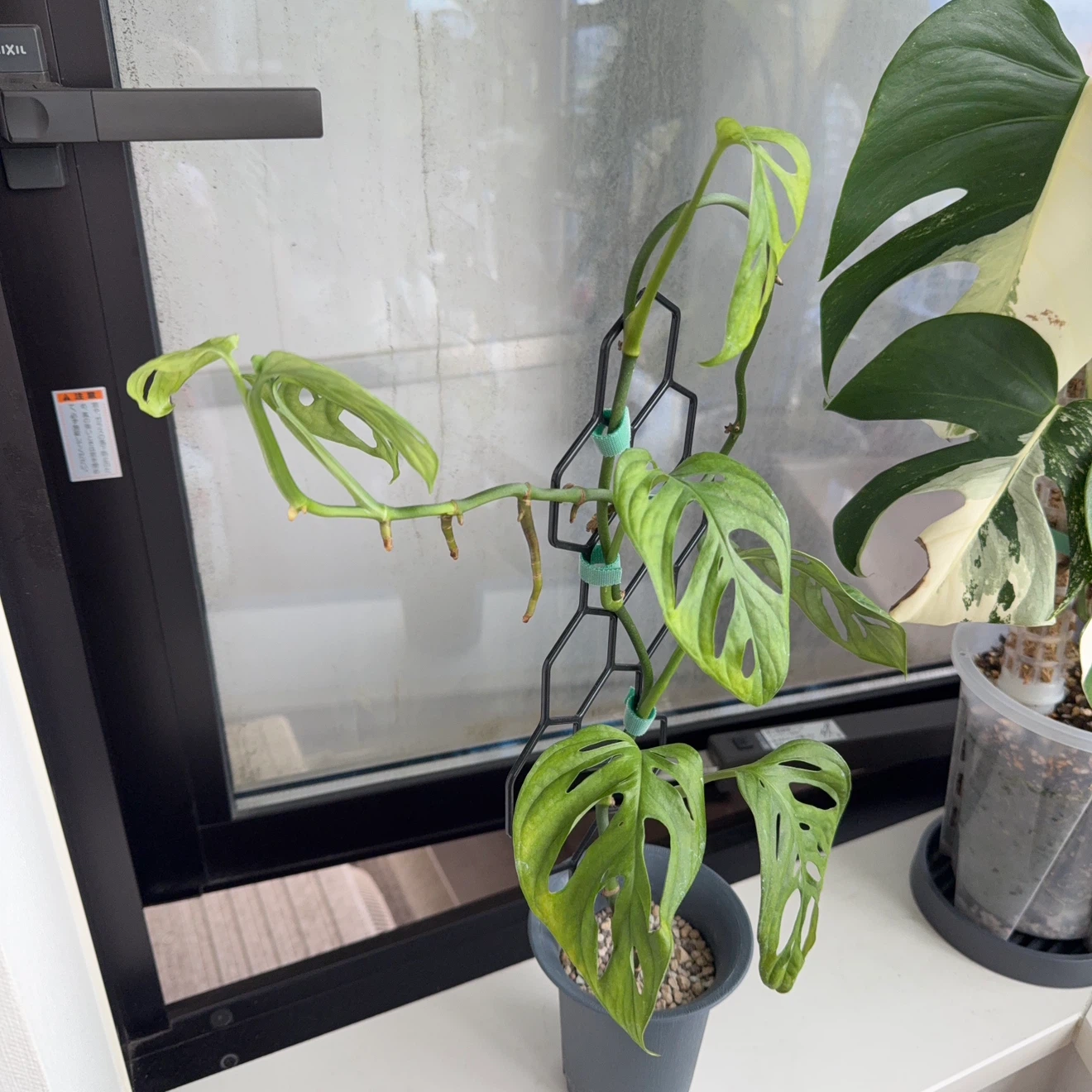 マドカズラ 観葉植物 支柱付きの写真2枚目