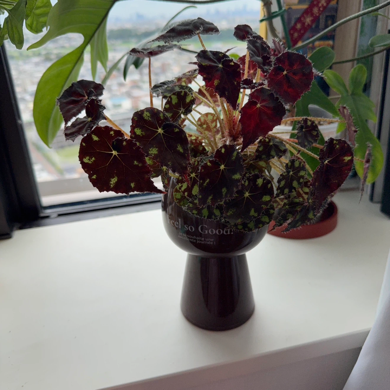 ベゴニア 観葉植物 鉢植え