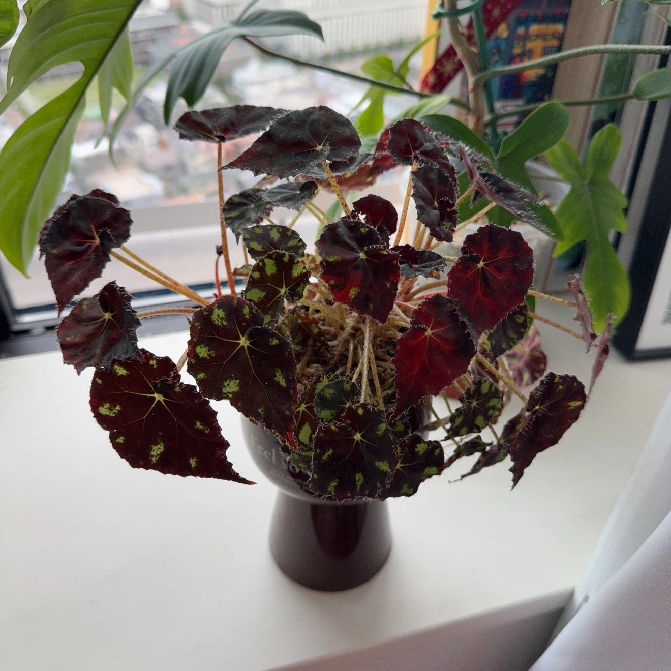 ベゴニア 観葉植物 鉢植えの写真2枚目