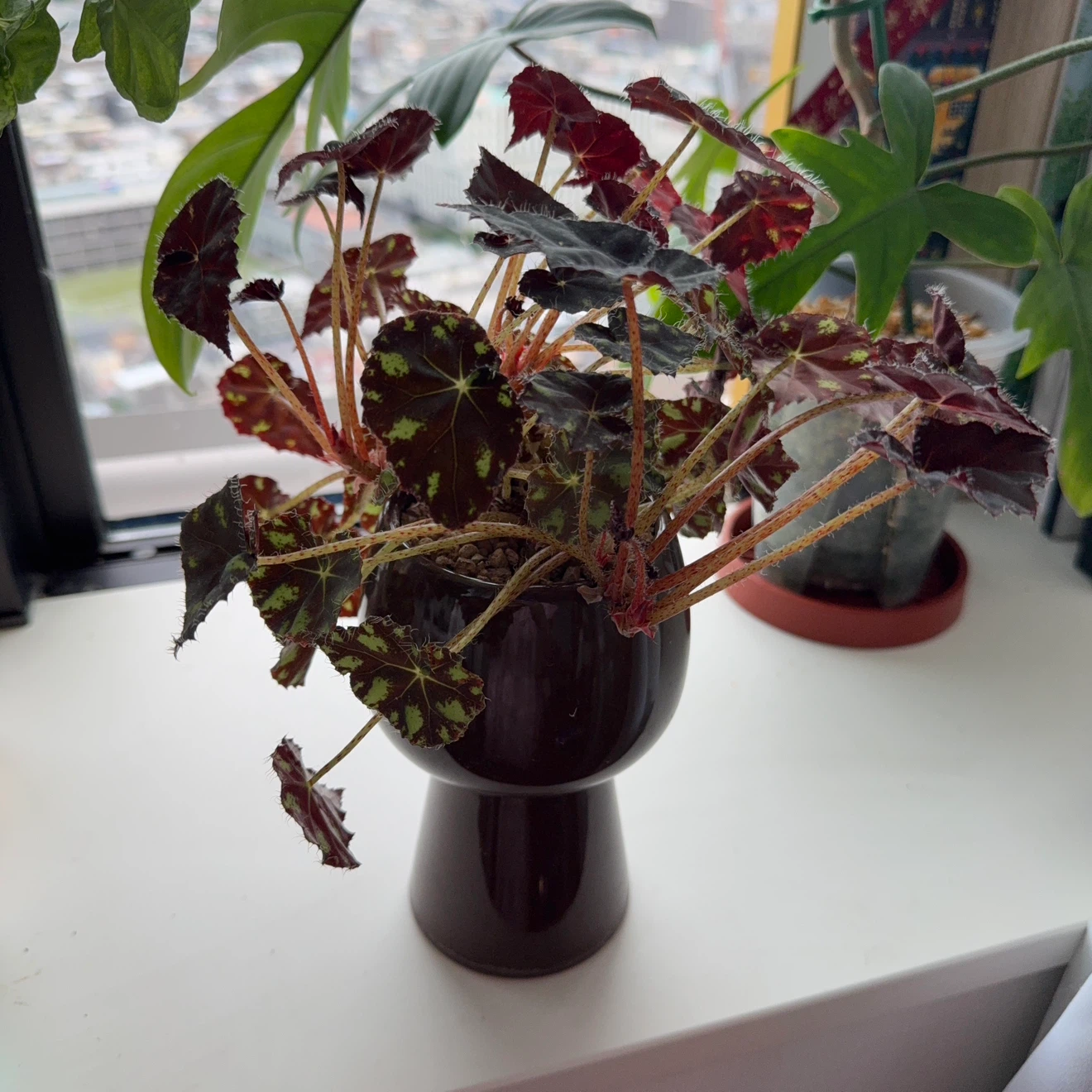 ベゴニア 観葉植物 鉢植えの写真3枚目