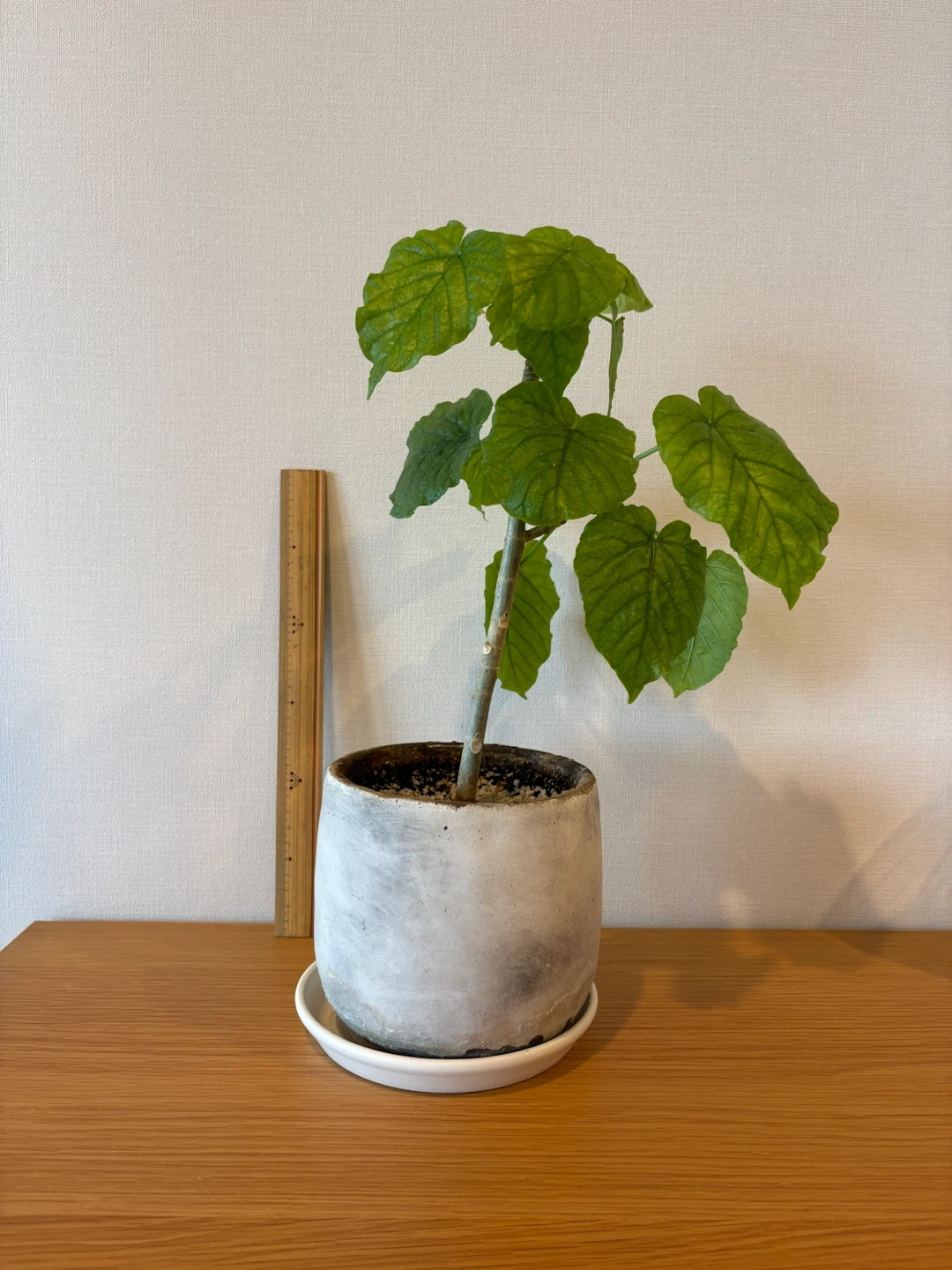 ウンベラータ 観葉植物