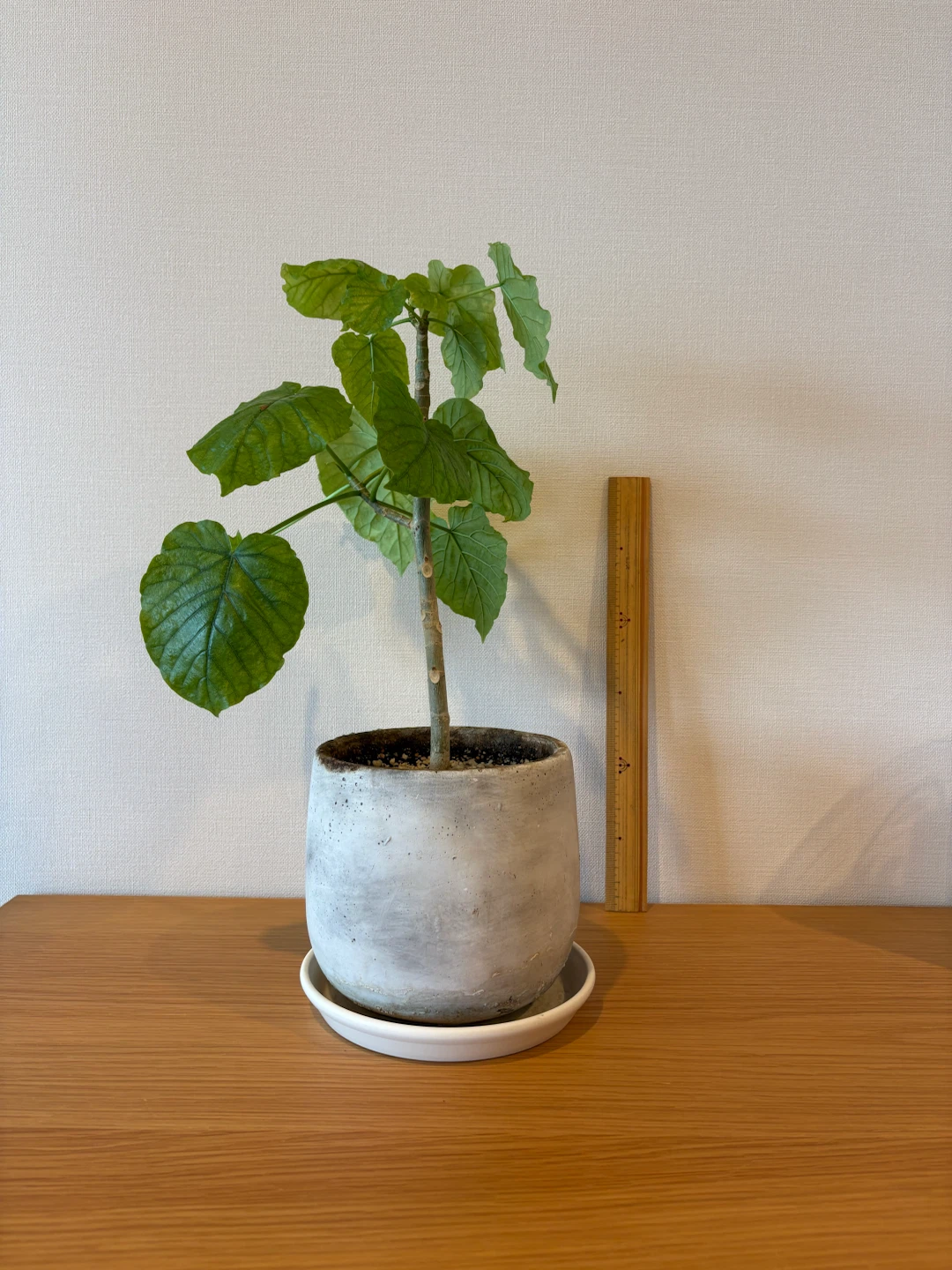 ウンベラータ 観葉植物の写真2枚目