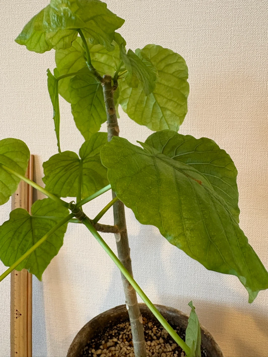 ウンベラータ 観葉植物の写真3枚目