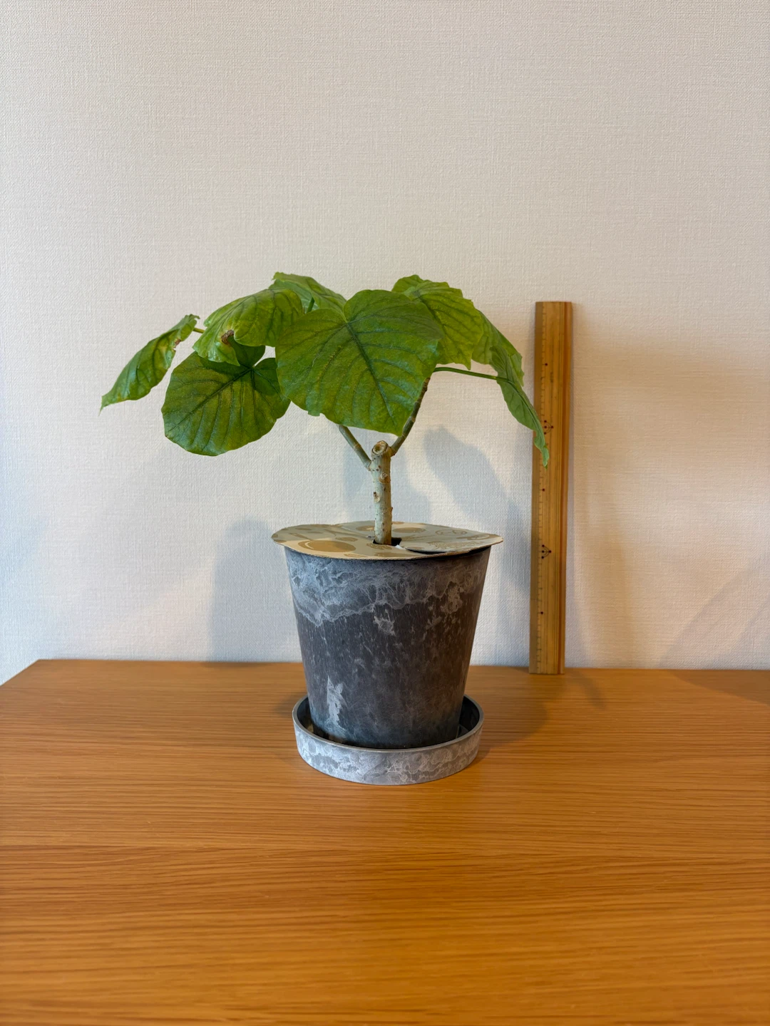 ウンベラータ 観葉植物
