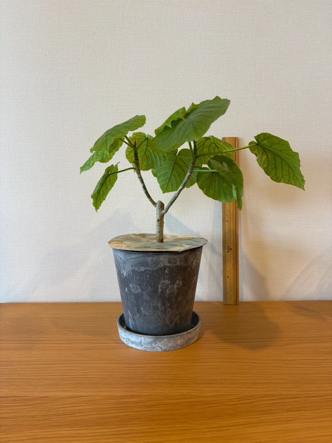 ウンベラータ 観葉植物の写真2枚目