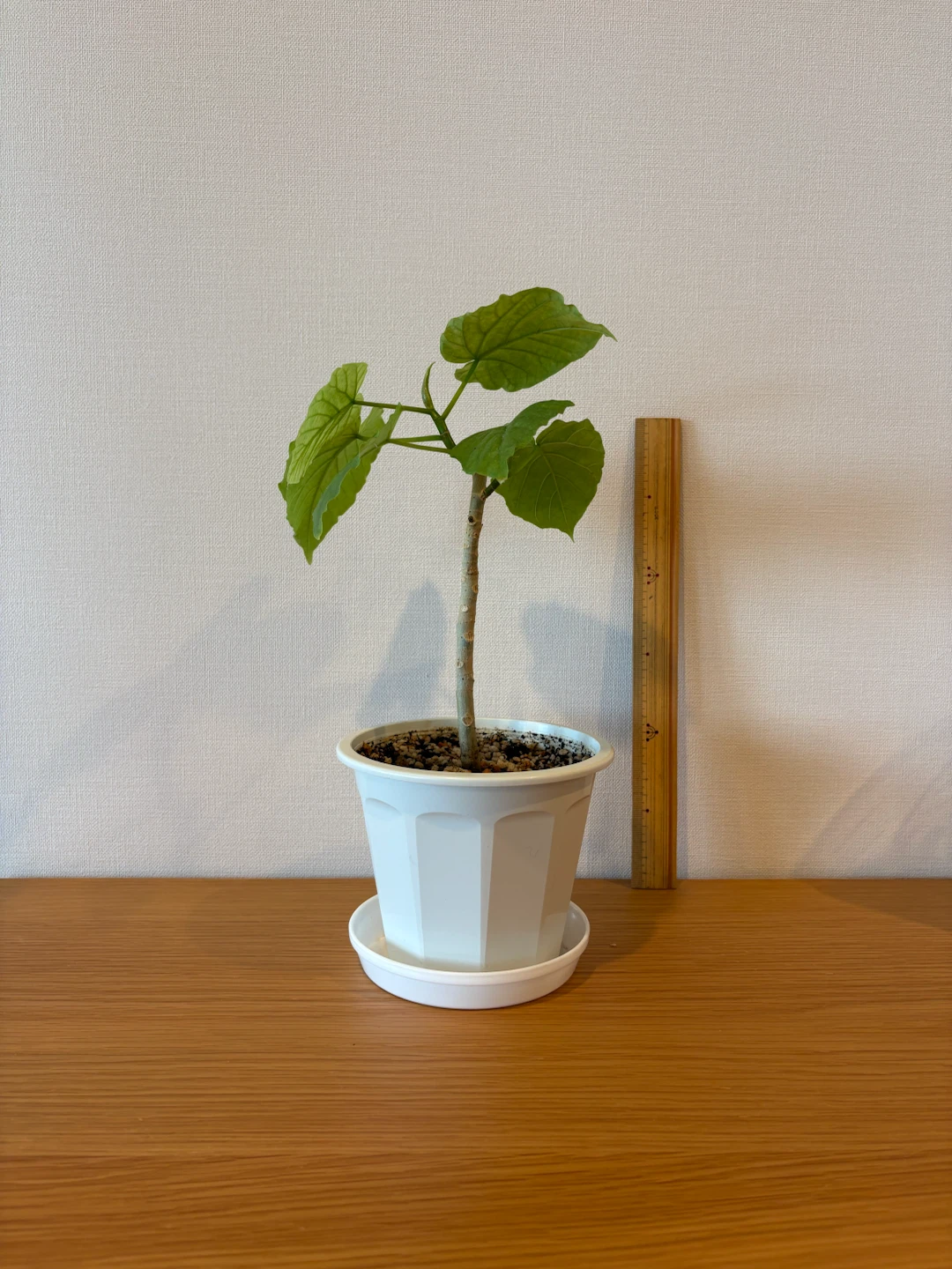 ウンベラーダ　観葉植物