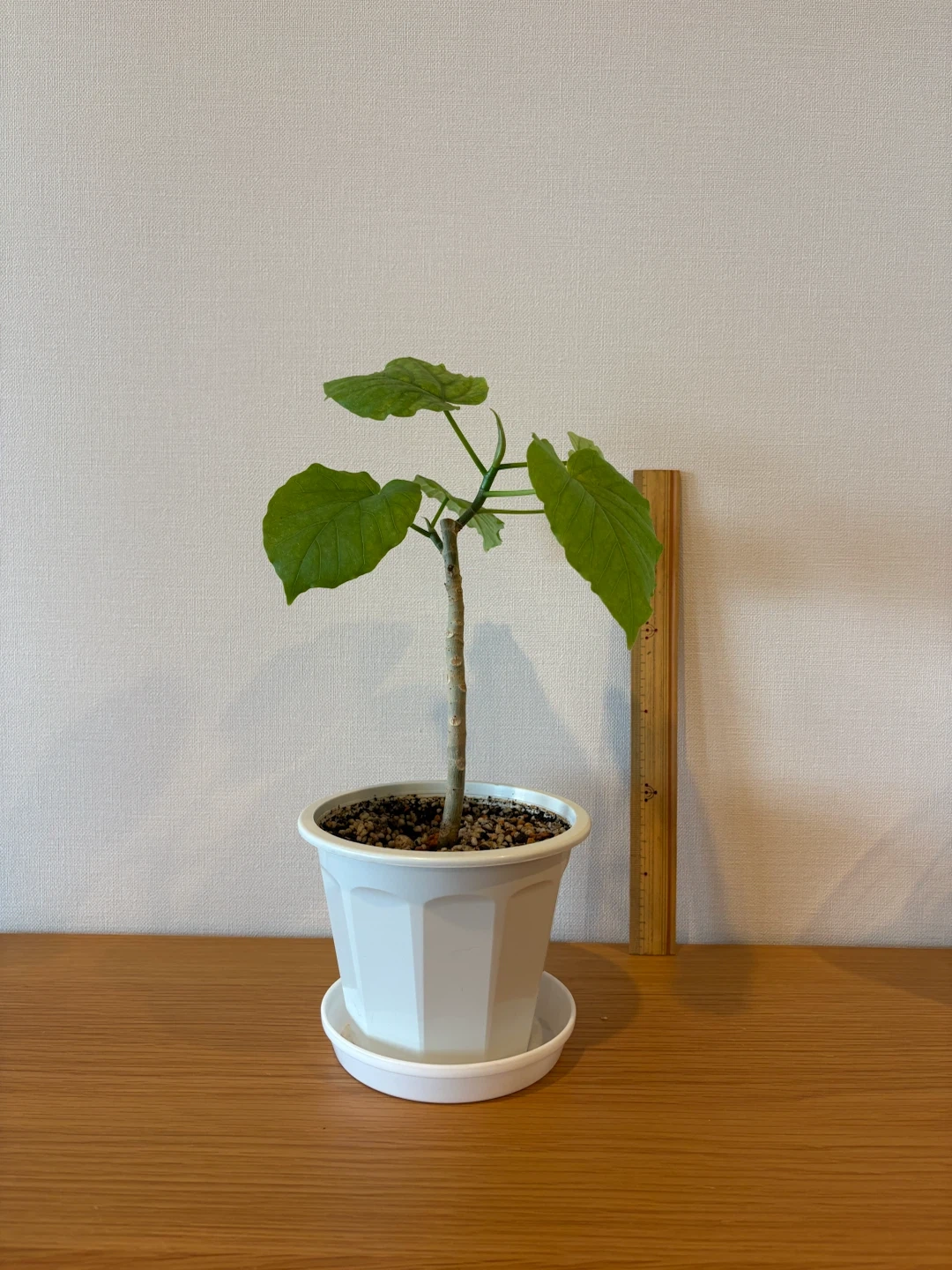 ウンベラーダ 観葉植物の写真2枚目