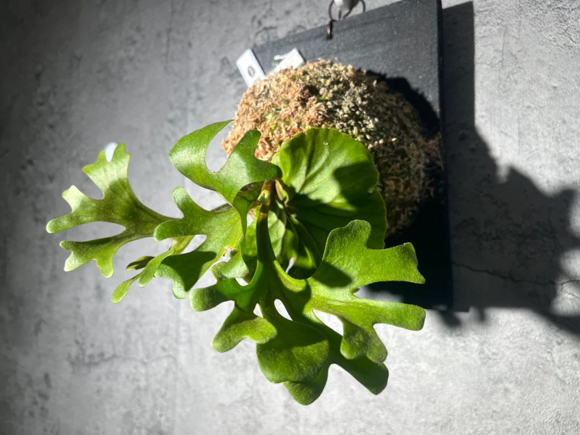 【観葉植物】このサイズでこの価格は🉐🉐✨ビカクシダリドレイ板付け大型サイズ🉐🌱かっこいいミラータグ付き✨🉐✨