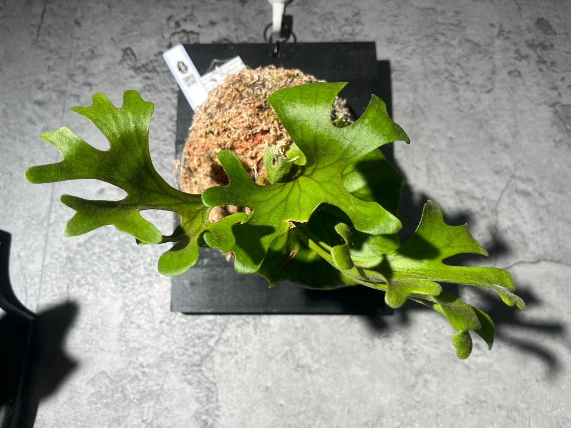 【観葉植物】このサイズでこの価格は🉐🉐✨ビカクシダリドレイ板付け大型サイズ🉐🌱かっこいいミラータグ付き✨🉐✨の写真3枚目