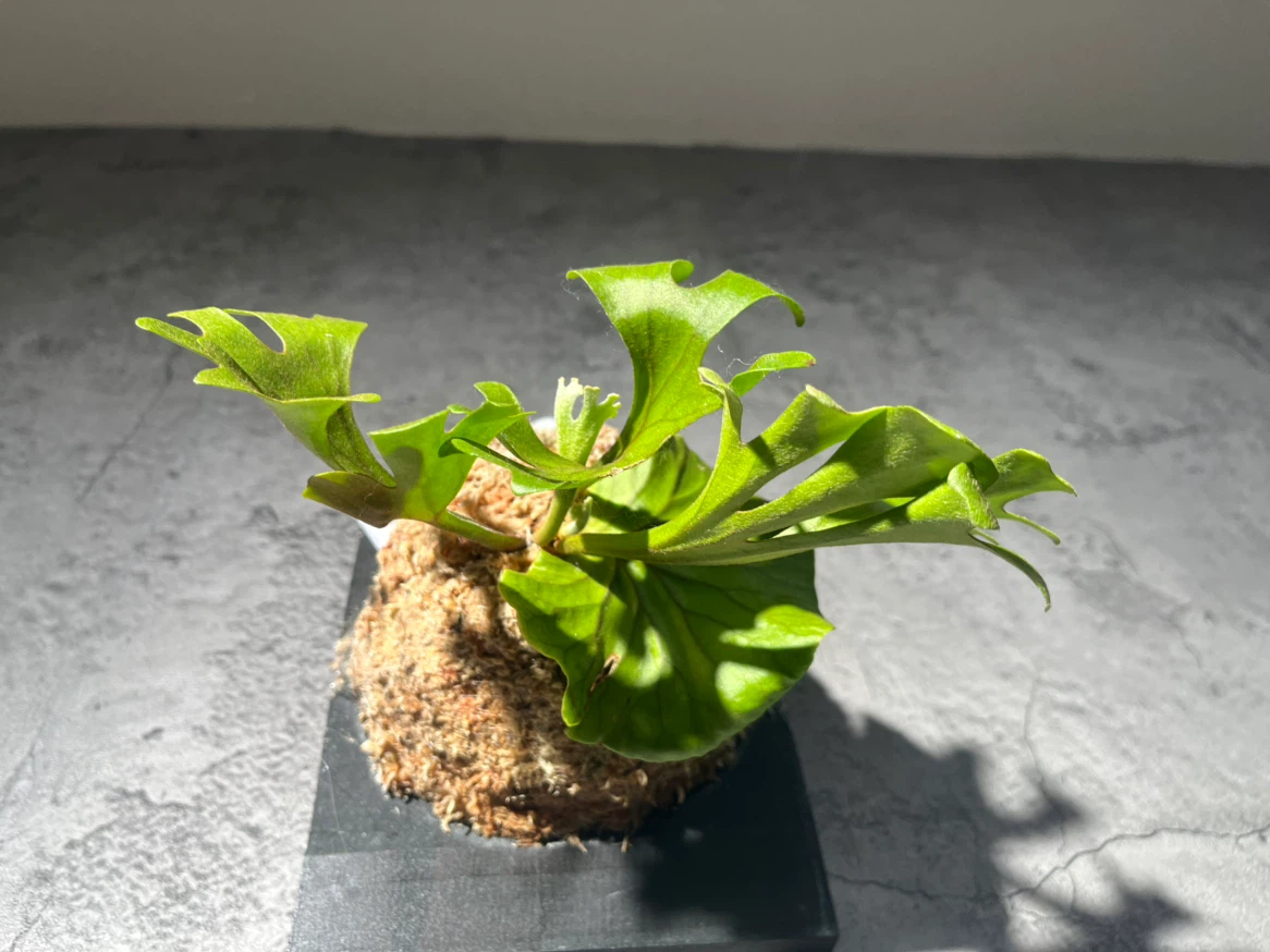 【観葉植物】このサイズでこの価格は🉐🉐✨ビカクシダリドレイ板付け大型サイズ🉐🌱かっこいいミラータグ付き✨🉐✨の写真9枚目