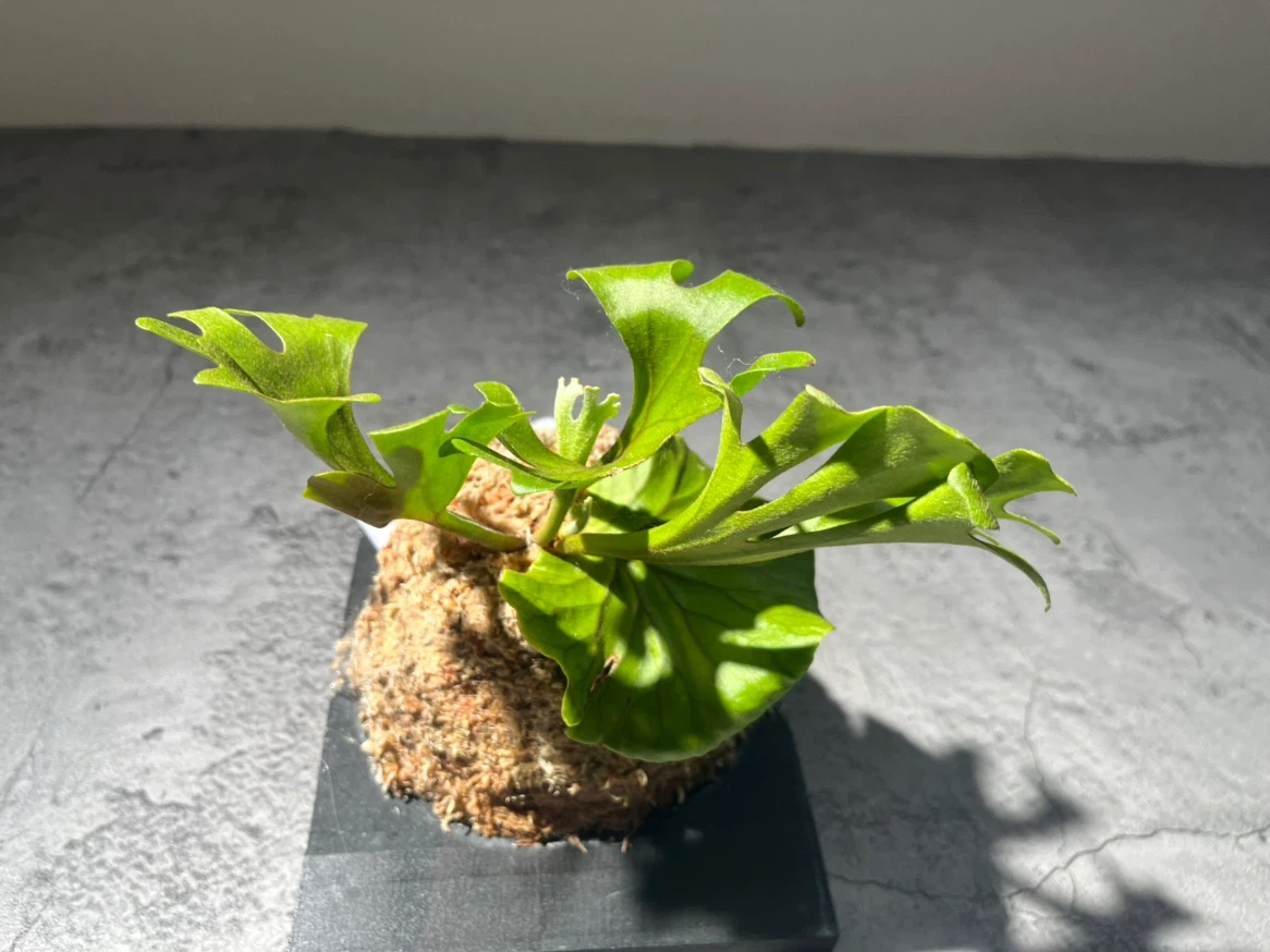 【観葉植物】このサイズでこの価格は🉐🉐✨ビカクシダリドレイ板付け大型サイズ🉐🌱かっこいいミラータグ付き✨🉐✨の写真9枚目