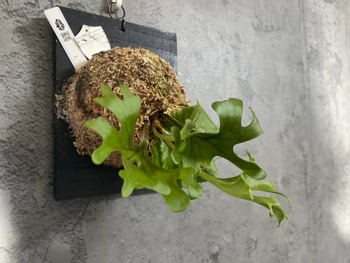 【観葉植物】このサイズでこの価格は🉐🉐✨ビカクシダリドレイ板付け大型サイズ🉐🌱かっこいいミラータグ付き✨🉐✨の写真2枚目