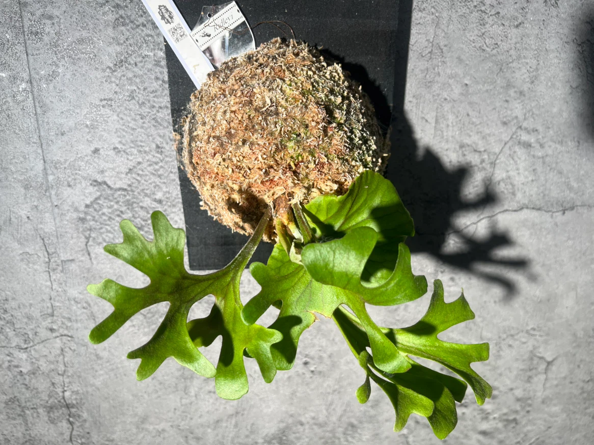 【観葉植物】このサイズでこの価格は🉐🉐✨ビカクシダリドレイ板付け大型サイズ🉐🌱かっこいいミラータグ付き✨🉐✨の写真10枚目