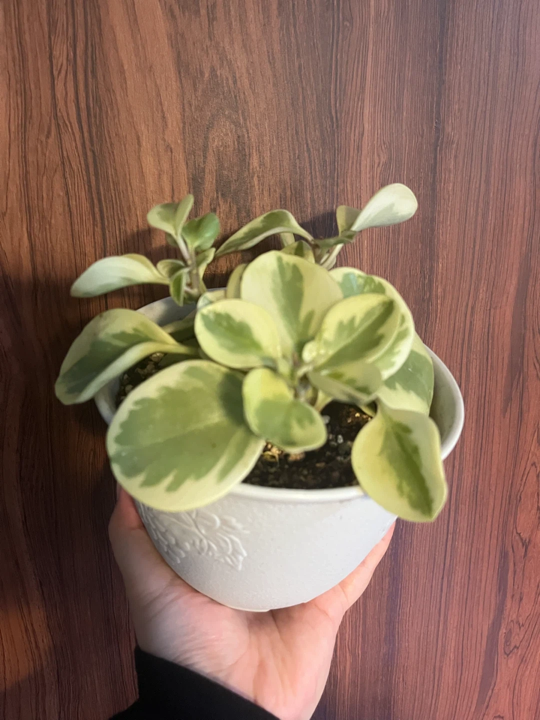 ペペロミア・バリエガータ 観葉植物