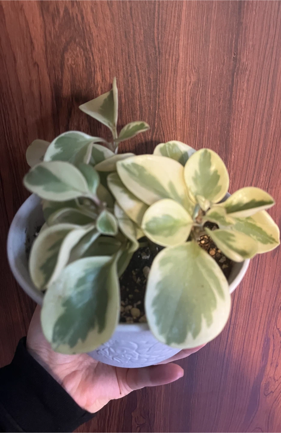 ペペロミア・バリエガータ 観葉植物の写真2枚目