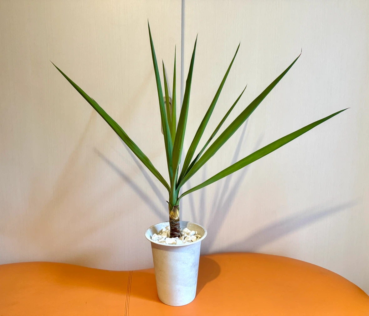 ユッカ 観葉植物 鉢植え 高さ約75cm インテリアグリーン 室内用培養土使用の写真2枚目
