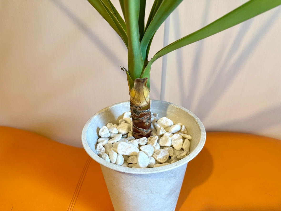ユッカ 観葉植物 鉢植え 高さ約75cm インテリアグリーン 室内用培養土使用の写真3枚目