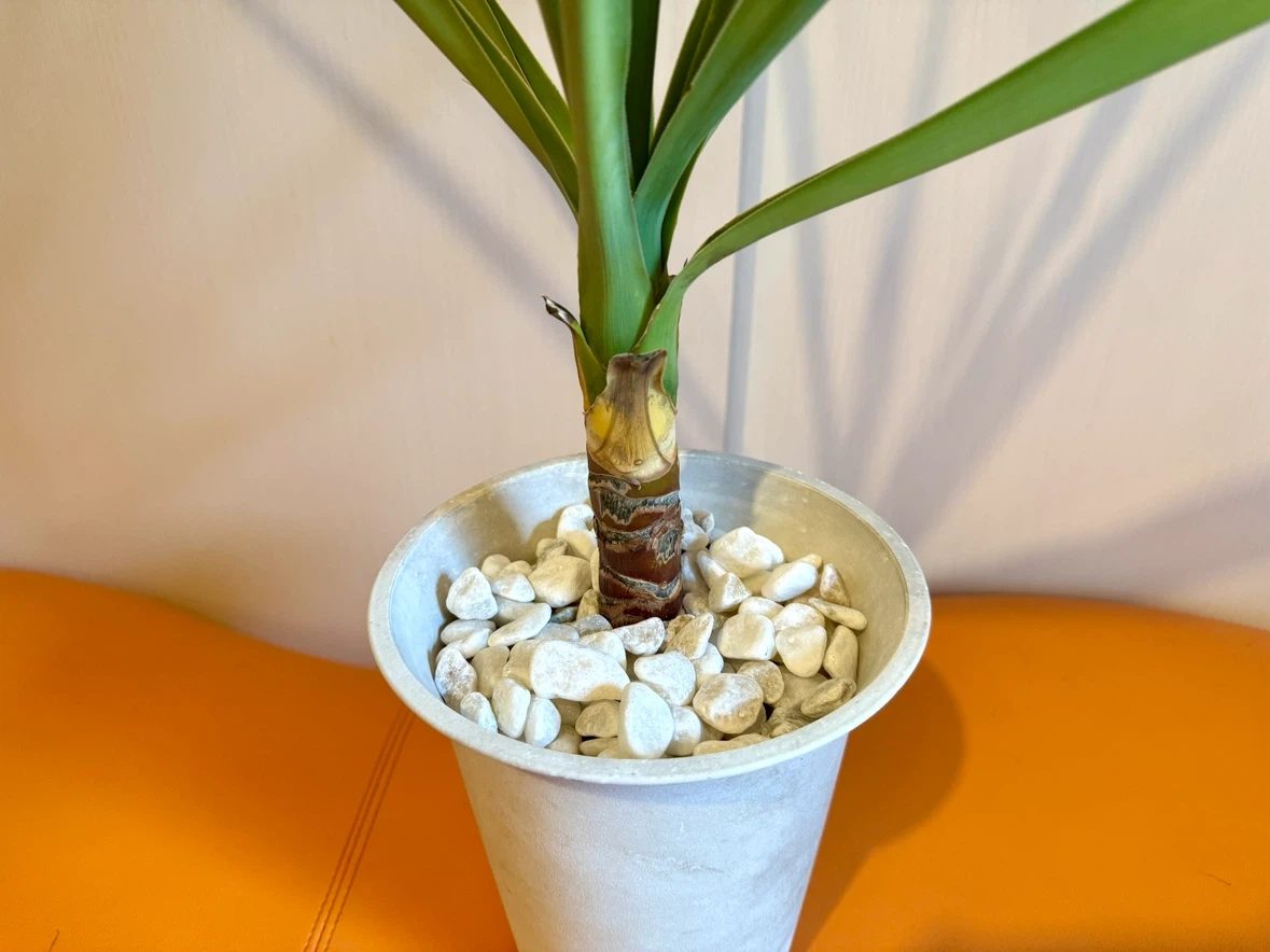 ユッカ 観葉植物 鉢植え 高さ約75cm インテリアグリーン 室内用培養土使用の写真3枚目