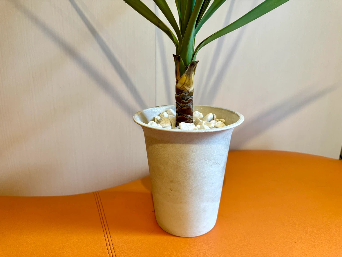 ユッカ 観葉植物 鉢植え 高さ約75cm インテリアグリーン 室内用培養土使用の写真4枚目