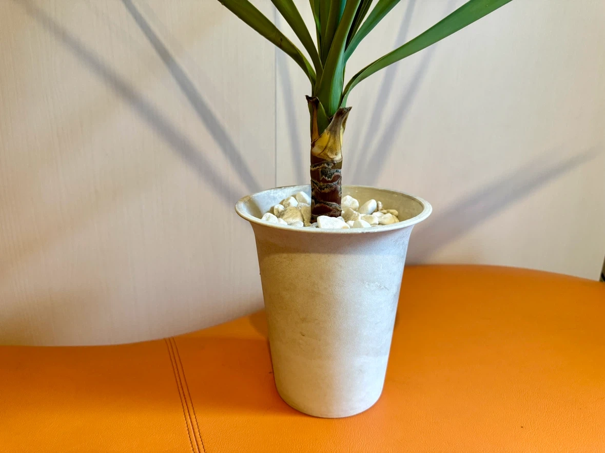 ユッカ 観葉植物 鉢植え 高さ約75cm インテリアグリーン 室内用培養土使用の写真4枚目