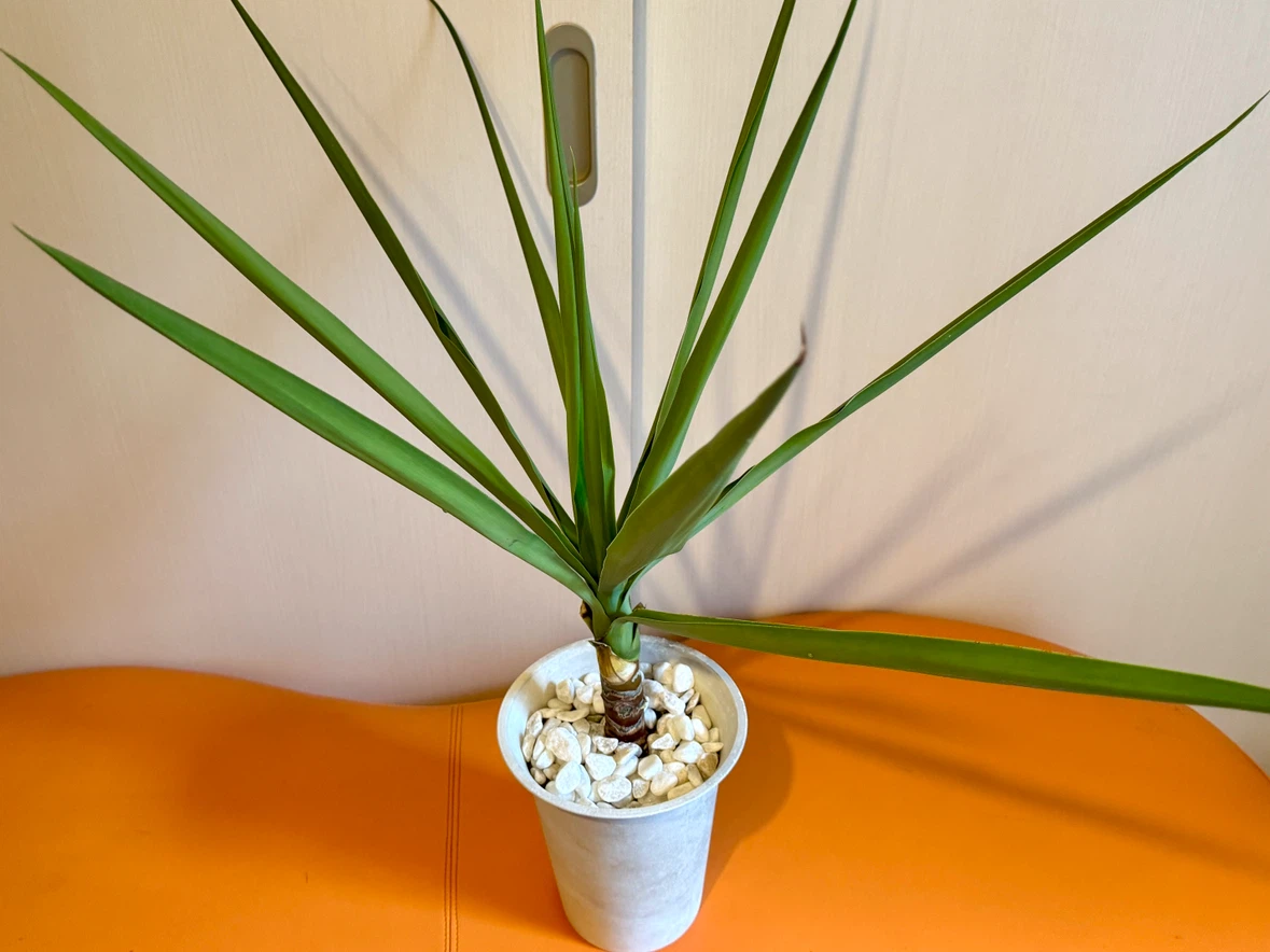 ユッカ 観葉植物 鉢植え 高さ約75cm インテリアグリーン 室内用培養土使用の写真5枚目