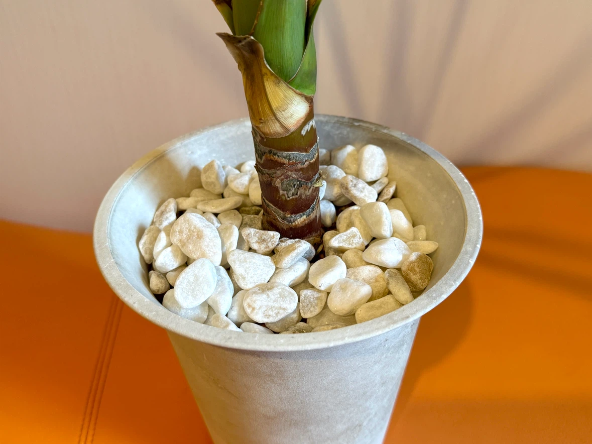 ユッカ 観葉植物 鉢植え 高さ約75cm インテリアグリーン 室内用培養土使用の写真6枚目