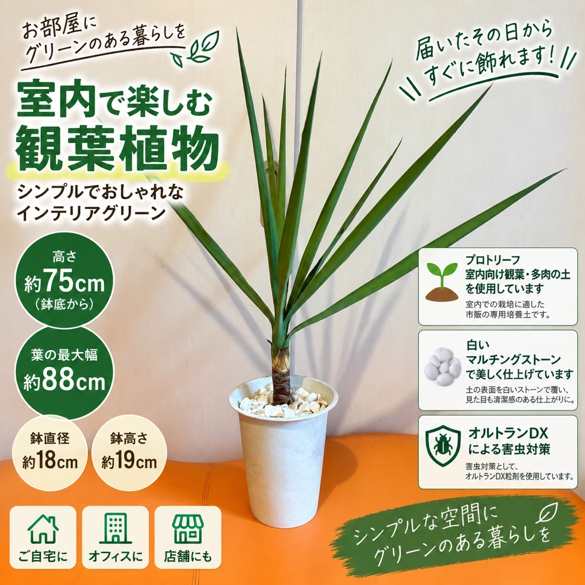 ユッカ 観葉植物 鉢植え 高さ約75cm インテリアグリーン 室内用培養土使用