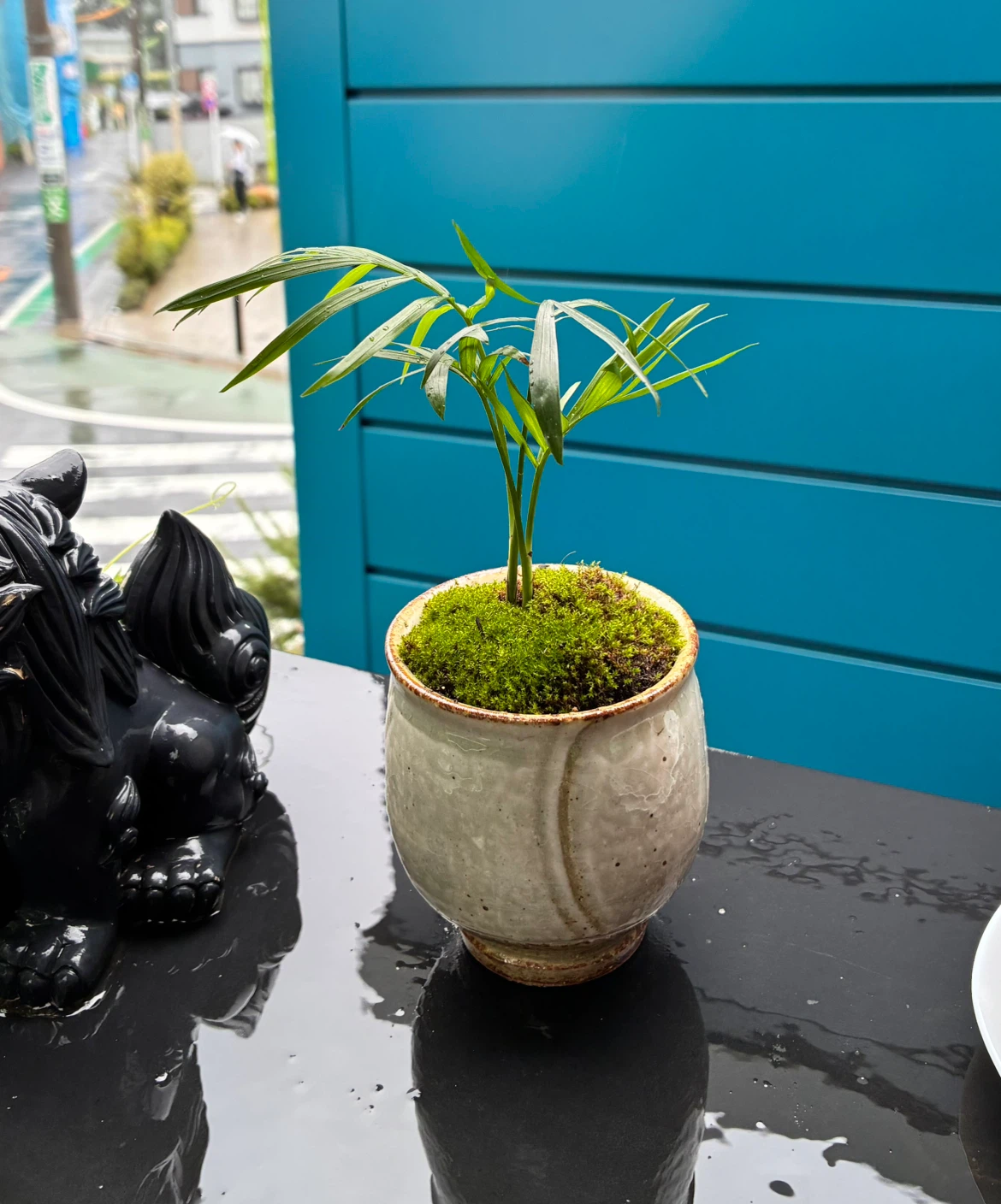 観葉植物 テーブルヤシ 苔玉 熊本のかじや釜焼
