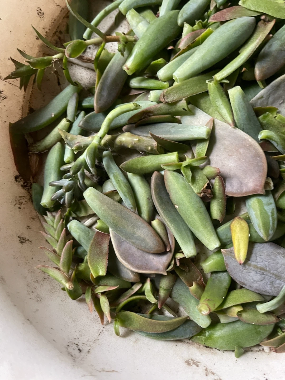 多肉植物の写真2枚目